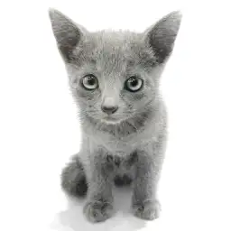 ロシアンブルー