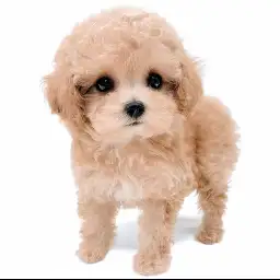 トイ・プードル