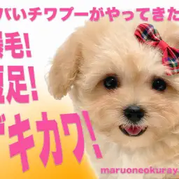 【 チワプー 】すんごい毛量と短足で圧倒的なぬいぐるみ感を放つMIXわんこ!