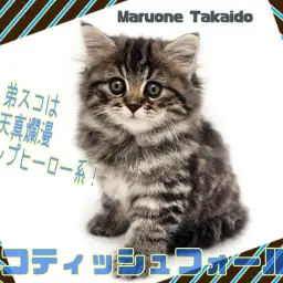 【 スコティッシュ・フォールド 】濃いめブラウンタビー&ボリューム満点ボディ！