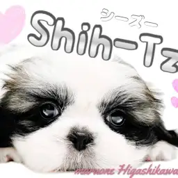 【 シーズー 】隣に居てくれるだけで癒されまくり!存在感抜群な癒シーズーの登場