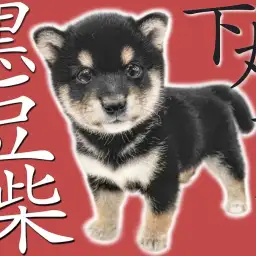 【 豆柴 】生後2ヶ月の体重730gの片手サイズ!身体は最小クラス存在感は絶大!