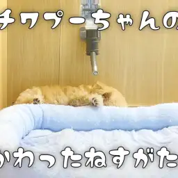 【 チワプー 】お店に来て4日目！安心した寝姿を披露！