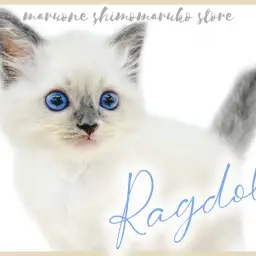 【 ラグドール 】猫好きへ朗報！ルックスも性格も良し、最強美形男子がやってきた！