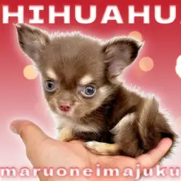 【 チワワ 】生後2ヶ月体重549g!マズル短めなチョコタンカラーの男の子!