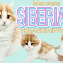 【 サイベリアン 】ハチワレッド登場!ほんわかおっとりな爆ゴロ男子