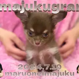 【 イマジュクグラム 】手乗りサイズのチョコタンチワワちゃまのお手入れタイムに密着!