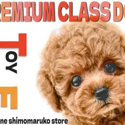 【 トイプードル 】最高峰のルックスを持つプレミアム認定!極上の出会いをご提供!