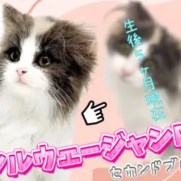 【 ノルウェージャンフォレストキャット 】生後5ヶ月!美形キャットの成長記録