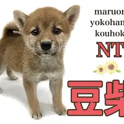 【 豆柴 】目指せ大和撫子!赤豆柴ちゃん