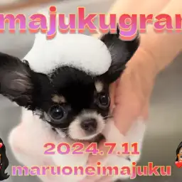 【 イマジュクグラム 】プレミアムチワワちゃまシャンプーの日!最新動画は必見!