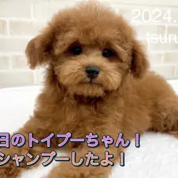 【 トイ・プードル 】本日のトイプーちゃん！シャンプーしたよ！