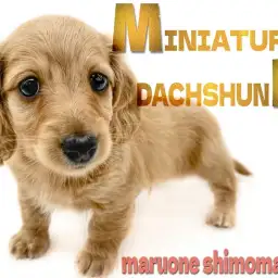 【 ミニチュアダックスフント 】遊ぶの大好き元気ハツラツ！ゴールドカラーの短足犬