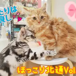 【 ほっこり北通Vol.85 】良き相棒となったアメショちゃん＆ラガマフィンくん