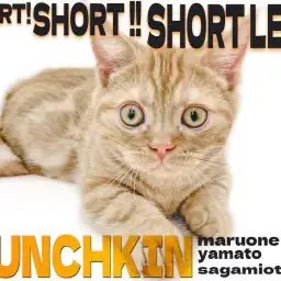 【 マンチカン 】短足と美しきタビー模様に磨きをかけた!生後4ヶ月の2nd記事!