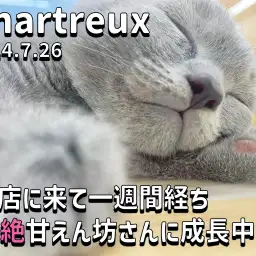 【 シャルトリュー 】お店に来て一週間経ち超絶甘えん坊さんに成長中!