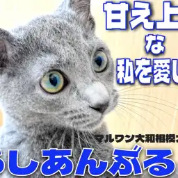 【 ロシアンブルー 】見た目はクールに心はホットに!甘え上手との生活は至福の時!