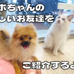 【 ポメラニアン成長ログ 】ポポちゃんの新しいお友達をご紹介!