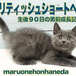 【 ブリティッシュショートヘア 】可愛さ抜群の男の子！安定期の生後90日を経過報告！