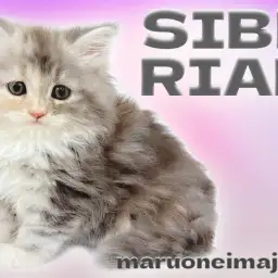 【 サイベリアン 】シンメトリーの模様に注目！超温厚な甘えん坊の女の子！