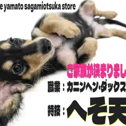 【 カニンヘンダックスフント 】特技はへそ天!ご家族が決まった甘えん坊の女の子!