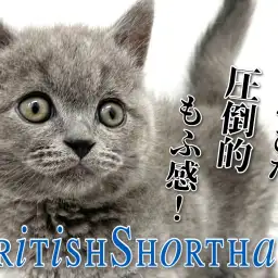 【 ブリティッシュショートヘア 】横浜元町ブリの丸みを帯びた圧倒的もふ感!