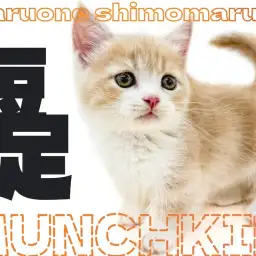 【 マンチカン 】東京屈指の短足?クリームカラーとコミカルな猫パンチに大注目!