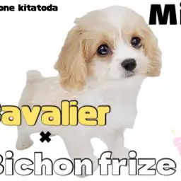 【 MIX 】可愛いという言葉はこの子のためにある！注目度No.1のキャバション