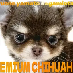 【 チワワ 】チョコタンカラーの小さめサイズ!プレミアム認定の最高峰の愛らしさ!