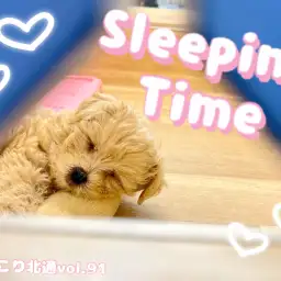 【 ほっこり北通Vol.91 】寝顔ですら愛おしいマルプーちゃん
