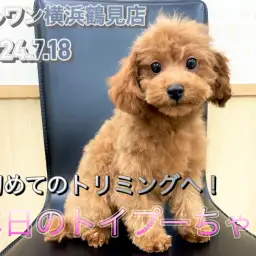 【 トイ・プードル 】初トリミングへ！おっとりした性格の男の子！