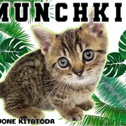 【 マンチカン 】タビー&ヒョウ柄の模様を持つ、超短足丸顔ニャンコが到来!