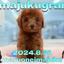 【 イマジュクグラム 】濃厚レッドカラーのトイプードルの男の子が仲間入り!