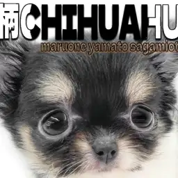 【 チワワ 】個性が光る牛柄模様!小さめの手乗りサイズの女の子が登場!