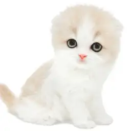 スコティッシュフォールド