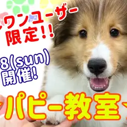 【 パピー教室 】マルワン横浜元町店9月のパピー教室開催のお知らせ