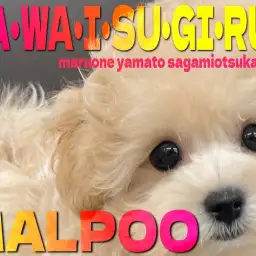 【 マルプー 】生後3ヶ月での小柄なサイズとプロが頷く本当に可愛いルックスに注目