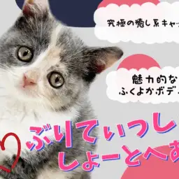 【 ブリティッシュショートヘア 】魅惑のまん丸ボディ!激かわ癒し系キャット