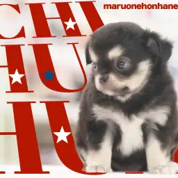 【 チワワ  】パパはUSAチャンピオン!短めマズルの女の子の全方向解説!