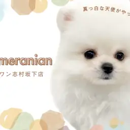 【 ポメラニアン 】純白のプレミアムプリンセス!ポメラニアンの女の子が入店!