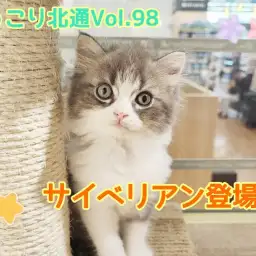 【 ほっこり北通Vol.98 】好奇心旺盛なサイベリアンくん登場！
