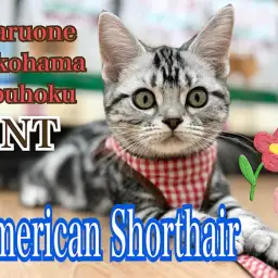 【 アメリカンショートヘア 】アメショちゃんのワクチン接種とお散歩デビュー