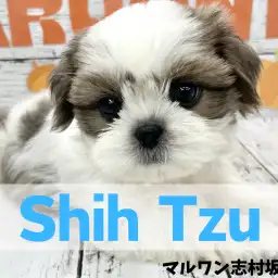 【 シーズー 】猪突猛進！人が大好きなシーズーの女の子が仲間入り！