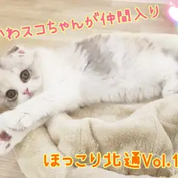 【 ほっこり北通Vol.100 】こぼれそうな大きな瞳の激かわスコちゃん