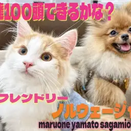 【 ノルウェージャン 】友達100頭出来るかな?犬猫問わずのフレンドリーキャット
