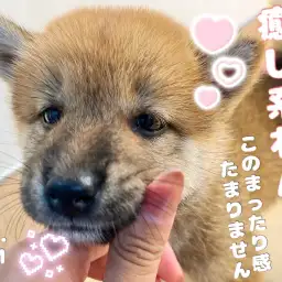 【 ほっこり北通Vol.101 】のんびりマイペースな柴ちゃんはいかがですか！