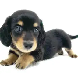 ミニチュア・ダックスフント