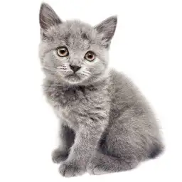 ブリティッシュショートヘア