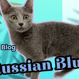 【 ロシアンブルー 】祝生後4ヶ月!活発さが増した美猫の成長記録