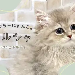 【 ペルシャ 】ゴージャスなルックスと珍しいカラーが魅力的なペルシャちゃん！